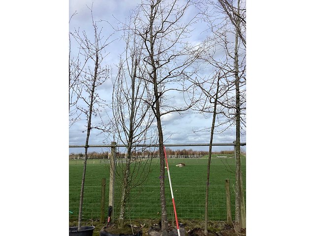 Haagbeuk - vormboom - afbeelding 2 van  2