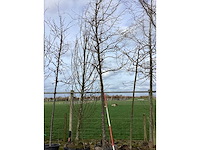 Haagbeuk - vormboom - afbeelding 2 van  2