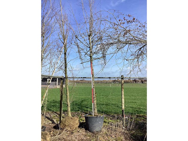 Haagbeuk - vormboom - afbeelding 2 van  2
