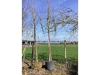 Haagbeuk - vormboom - afbeelding 2 van  2