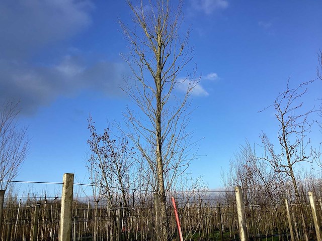 Haagbeuk - vormboom - afbeelding 1 van  2
