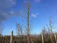 Haagbeuk - vormboom - afbeelding 1 van  2