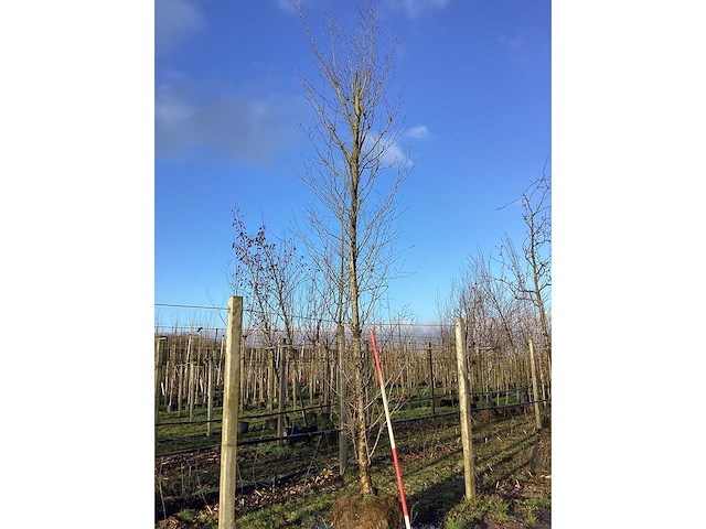 Haagbeuk - vormboom - afbeelding 2 van  2