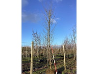 Haagbeuk - vormboom - afbeelding 2 van  2