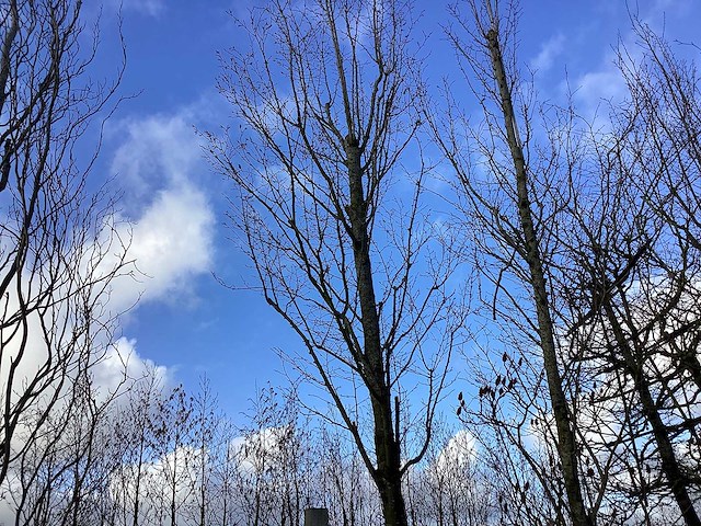 Haagbeuk - vormboom - afbeelding 1 van  2