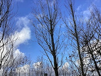 Haagbeuk - vormboom - afbeelding 1 van  2