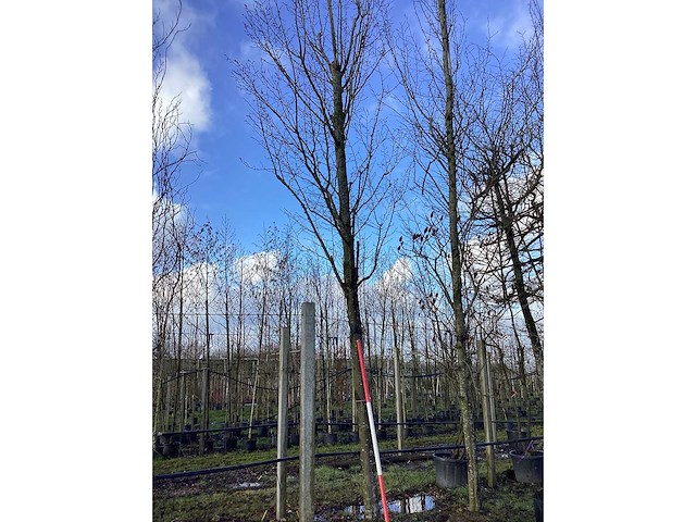 Haagbeuk - vormboom - afbeelding 2 van  2