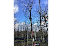 Haagbeuk - vormboom - afbeelding 2 van  2