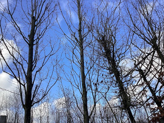 Haagbeuk - vormboom - afbeelding 1 van  2