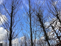 Haagbeuk - vormboom - afbeelding 1 van  2