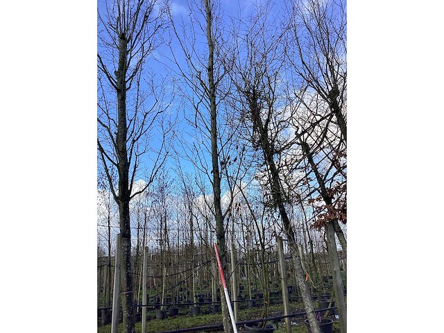 Haagbeuk - vormboom - afbeelding 2 van  2