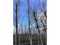 Haagbeuk - vormboom - afbeelding 2 van  2