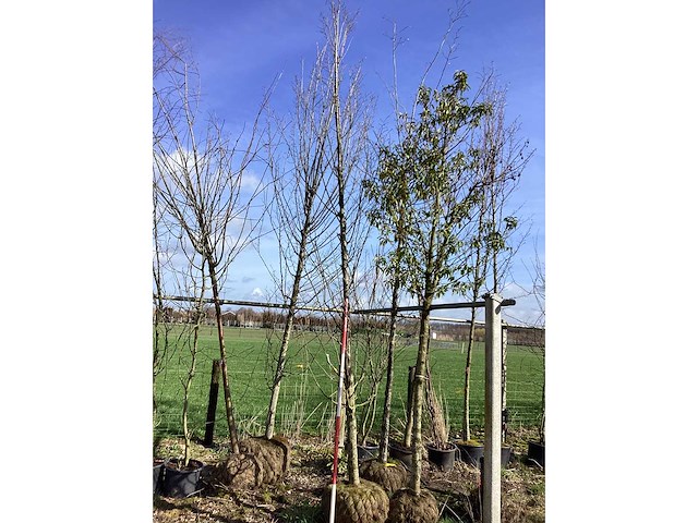 Haagbeuk - vormboom - afbeelding 2 van  3