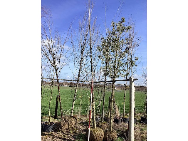 Haagbeuk - vormboom - afbeelding 3 van  3