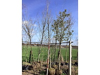 Haagbeuk - vormboom - afbeelding 3 van  3