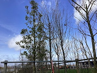 Haagbeuk - vormboom - afbeelding 1 van  2