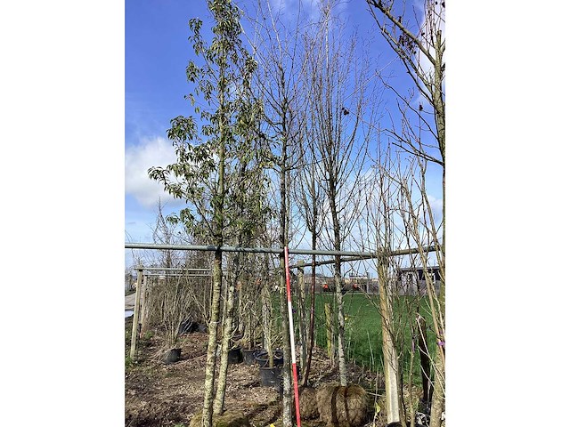 Haagbeuk - vormboom - afbeelding 2 van  2