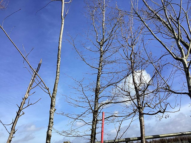 Haagbeuk - vormboom - afbeelding 1 van  2