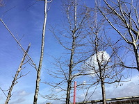 Haagbeuk - vormboom - afbeelding 1 van  2