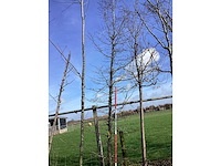 Haagbeuk - vormboom - afbeelding 2 van  2