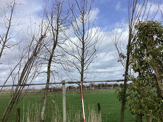 Haagbeuk - vormboom - afbeelding 1 van  2