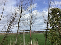 Haagbeuk - vormboom - afbeelding 1 van  2