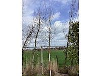 Haagbeuk - vormboom - afbeelding 2 van  2