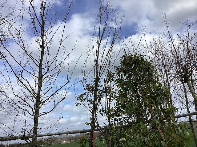 Haagbeuk - vormboom - afbeelding 1 van  2