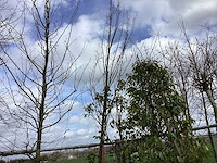 Haagbeuk - vormboom - afbeelding 1 van  2