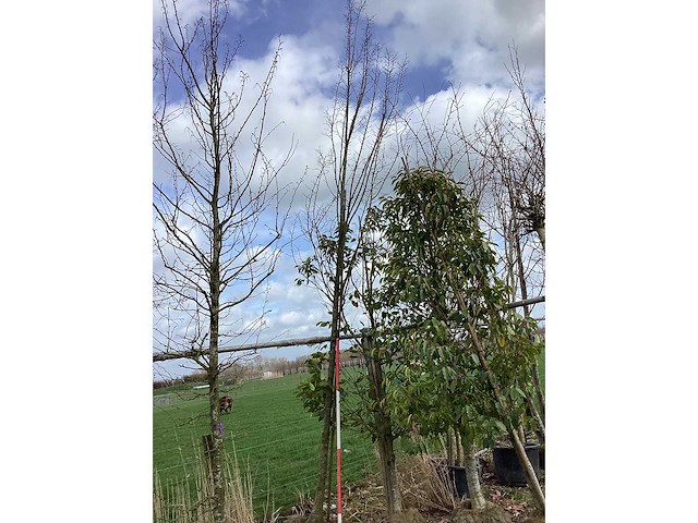 Haagbeuk - vormboom - afbeelding 2 van  2