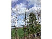 Haagbeuk - vormboom - afbeelding 2 van  2