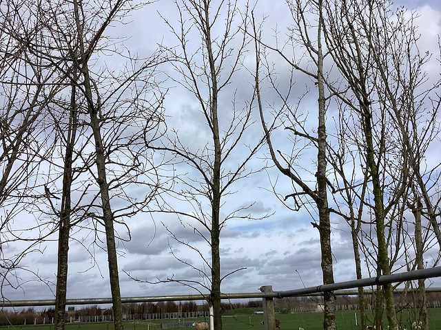 Haagbeuk - vormboom - afbeelding 1 van  2