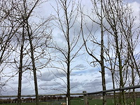 Haagbeuk - vormboom - afbeelding 1 van  2