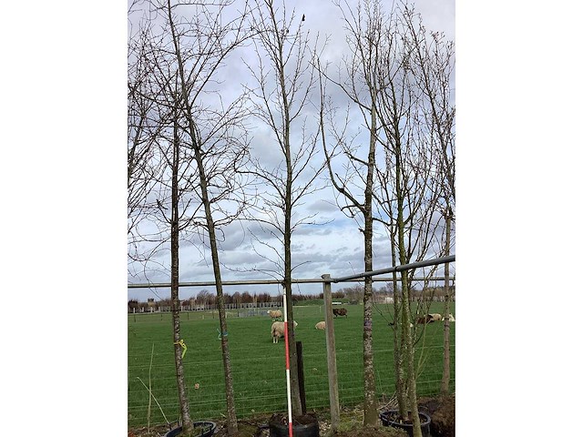 Haagbeuk - vormboom - afbeelding 2 van  2