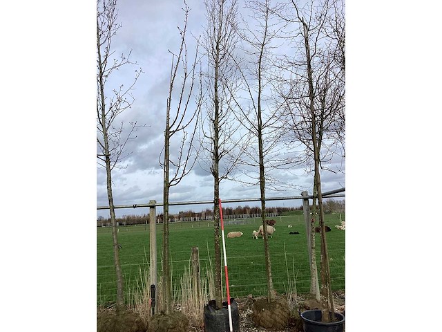 Haagbeuk - vormboom - afbeelding 1 van  1