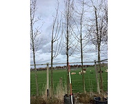 Haagbeuk - vormboom - afbeelding 1 van  1