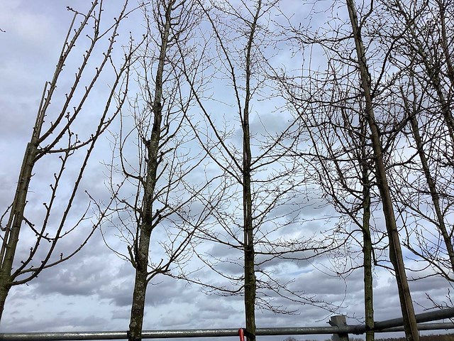 Haagbeuk - vormboom - afbeelding 1 van  2