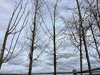 Haagbeuk - vormboom - afbeelding 1 van  2