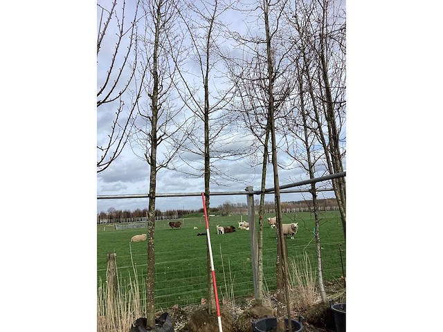 Haagbeuk - vormboom - afbeelding 2 van  2