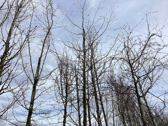 Haagbeuk - vormboom - afbeelding 1 van  2