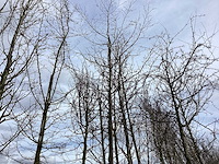 Haagbeuk - vormboom - afbeelding 1 van  2