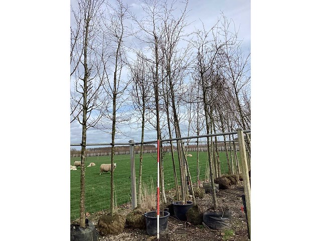 Haagbeuk - vormboom - afbeelding 2 van  2