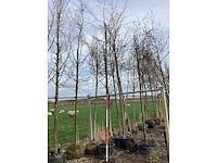 Haagbeuk - vormboom - afbeelding 2 van  2