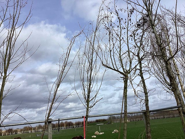 Haagbeuk - vormboom - afbeelding 1 van  2