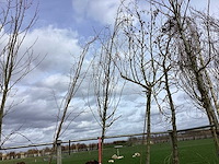 Haagbeuk - vormboom - afbeelding 1 van  2