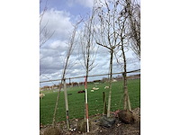 Haagbeuk - vormboom - afbeelding 2 van  2