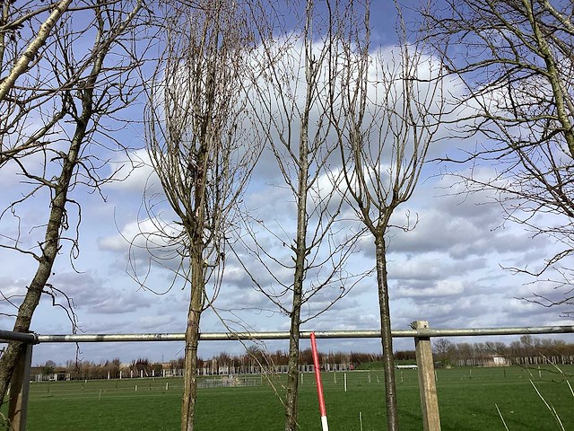 Haagbeuk - vormboom - afbeelding 1 van  2