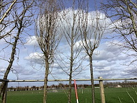 Haagbeuk - vormboom - afbeelding 1 van  2