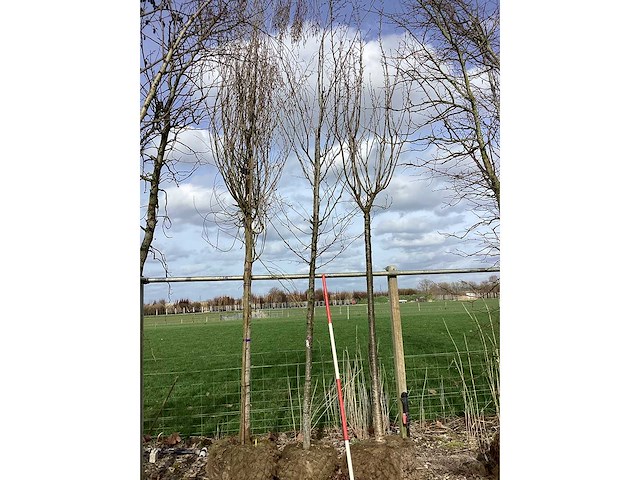 Haagbeuk - vormboom - afbeelding 2 van  2