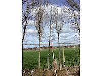 Haagbeuk - vormboom - afbeelding 2 van  2